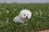 BICHON FRISE 206